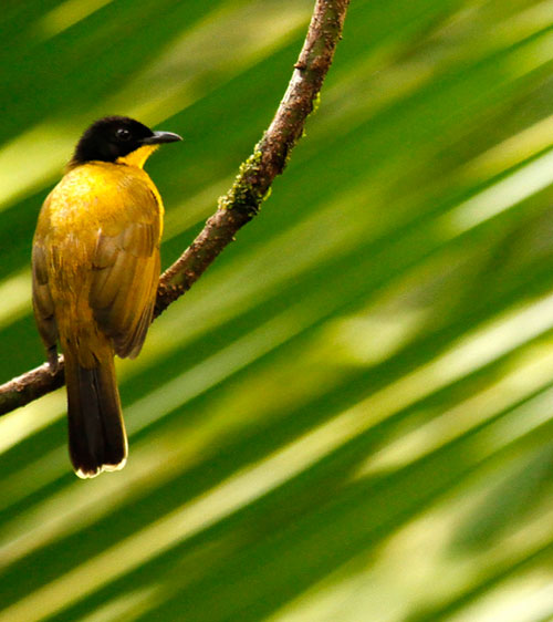 Black-capped Bulbul Sri Lanka, Sri Lanka Bird Watching, Birds of Sri Lanka, Sri Lanka Birding, Sri Lanka Birds, Bird Watching Sri Lanka